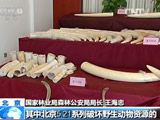 打击非法野生动物制品走私：特大案告破 涉案金额2400多万元