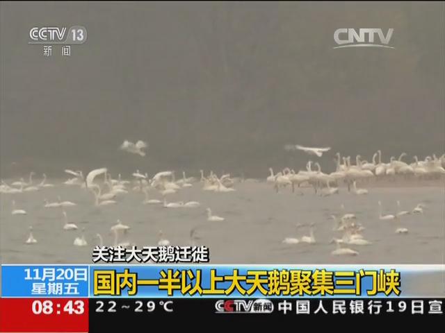 关注大天鹅迁徙：国内一半以上大天鹅聚集三门峡