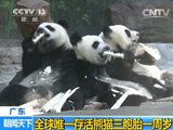 广东：全球唯一存活熊猫三胞胎一周岁