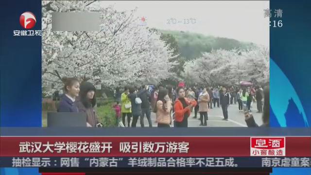 武汉大学樱花盛开 吸引数万游客