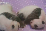 加拿大大熊猫双胞胎宝宝命名仪式举行