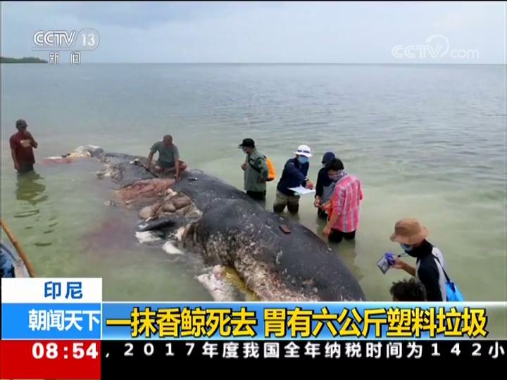 印尼 一抹香鲸死去 胃有六公斤塑料垃圾